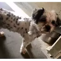 Foto dell\'animale cane - Matr. 2018/0029 - Microchip 380260042932035
