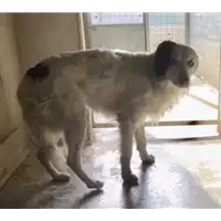 Foto dell\'animale cane - Matr. 2018/0030 - Microchip 380260042932375