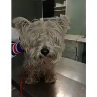 Foto dell\'animale cane - Matr. 2018/0032 - Microchip 900062000196107