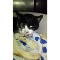 Foto dell\'animale gatto - Matr. 2018/0033 - Microchip 380260042931935