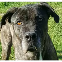 Foto dell\'animale cane - Matr. 2015/1003 - Microchip 380260042136287