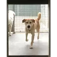 Foto dell\'animale cane - Matr. 2018/0037 - Microchip 380260042815678