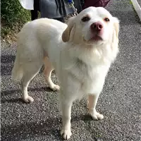 cane - Matr. 2018/0043 - Microchip 380260002368578