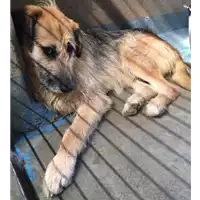 Foto dell\'animale cane - Matr. 2015/1961 - Microchip 380260042528855