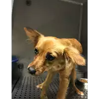 Foto dell\'animale cane - Matr. 2018/0042 - Microchip 380260042815800