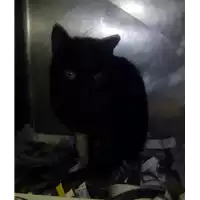 Foto dell\'animale gatto - Matr. 2018/0047 - Microchip 380260042932106