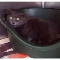 Foto dell\'animale gatto - Matr. 2018/0057 - Microchip 380260042531523
