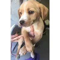 Foto dell\'animale cane - Matr. 2018/0060 - Microchip 380260043519956