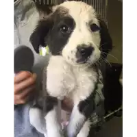 Foto dell\'animale cane - Matr. 2018/0062 - Microchip 380260043519596