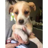 Foto dell\'animale cane - Matr. 2018/0065 - Microchip 380260043519897
