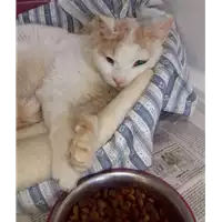 Foto dell\'animale gatto - Matr. 2018/0068 - Microchip 380260043520354