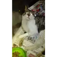 Foto dell\'animale gatto - Matr. 2018/0069 - Microchip 380260043520009