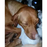 Foto dell\'animale cane - Matr. 2018/0071 - Microchip 380260042932398