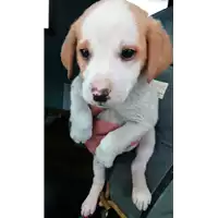 Foto dell\'animale cane - Matr. 2018/0072 - Microchip 380260043519873