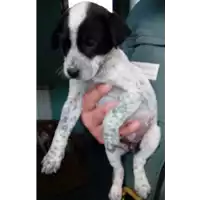 Foto dell\'animale cane - Matr. 2018/0073 - Microchip 380260042931769
