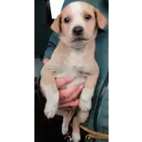 Foto dell\'animale cane - Matr. 2018/0074 - Microchip 380260042788897