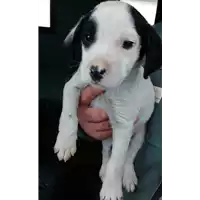 Foto dell\'animale cane - Matr. 2018/0075 - Microchip 380260043519630
