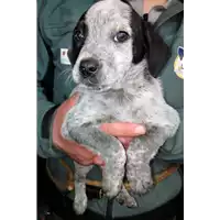 Foto dell\'animale cane - Matr. 2018/0076 - Microchip 380260043519990