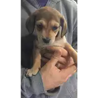 Foto dell\'animale cane - Matr. 2018/0079 - Microchip 380260042789033