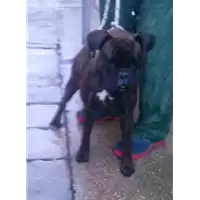 Foto dell\'animale cane - Matr. 2018/0081 - Microchip 380260100503472