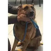 Foto dell\'animale cane - Matr. 2018/0082 - Microchip 981100000413044