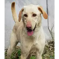 Foto dell\'animale cane - Matr. 2017/0343 - Microchip 380260042716729