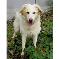 Foto dell\'animale cane - Matr. 2017/0342 - Microchip 380260042717063