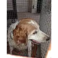 Foto dell\'animale cane - Matr. 2018/0083 - Microchip 982009102160194