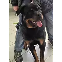 Foto dell\'animale cane - Matr. 2018/0084 - Microchip 380260043282804