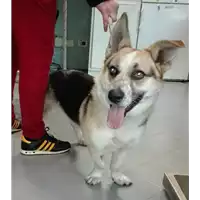 Foto dell\'animale cane - Matr. 2018/0085 - Microchip 380260043519959