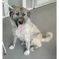 Foto dell\'animale cane - Matr. 2018/0086 - Microchip 380260043520139