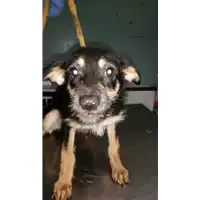Foto dell\'animale cane - Matr. 2017/2515 - Microchip 380260043150267
