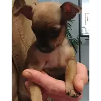 Foto dell\'animale cane - Matr. 2018/0096 - Microchip 380260043520043