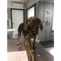 Foto dell\'animale cane - Matr. 2017/2251 - Microchip 380260042531421