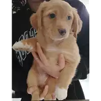 Foto dell\'animale cane - Matr. 2018/0099 - Microchip 380260043519904