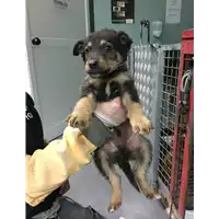 Foto dell\'animale cane - Matr. 2017/2661 - Microchip 380260042819785