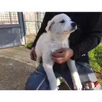 Foto dell\'animale cane - Matr. 2018/0106 - Microchip 380260043519830