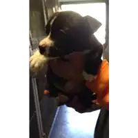 Foto dell\'animale cane - Matr. 2017/2484 - Microchip 380260042531929