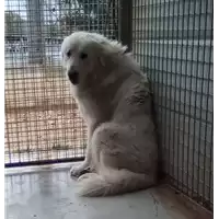 Foto dell\'animale cane - Matr. 2018/0110 - Microchip 380260042134764