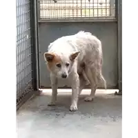 Foto dell\'animale cane - Matr. 2018/0111 - Microchip 380260000294100