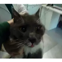 Foto dell\'animale gatto - Matr. 2018/0112 - Microchip 380260043520143