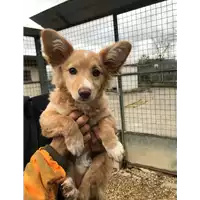 Foto dell\'animale cane - Matr. 2018/0114 - Microchip 380260042849402