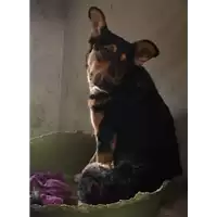 Foto dell\'animale cane - Matr. 2017/1848 - Microchip 380260043286613