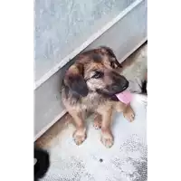 Foto dell\'animale cane - Matr. 2018/0116 - Microchip 380260043520444