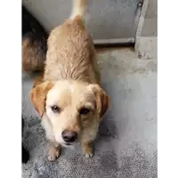 Foto dell\'animale cane - Matr. 2018/0117 - Microchip 380260043520131