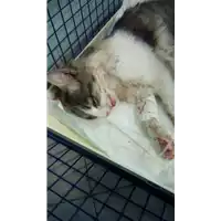 Foto dell\'animale gatto - Matr. 2018/0120 - Microchip 380260043520178