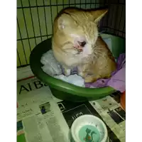 Foto dell\'animale gatto - Matr. 2018/0118 - Microchip 380260043519534