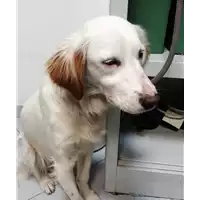 Foto dell\'animale cane - Matr. 2018/0122 - Microchip 380260043519948