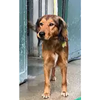Foto dell\'animale cane - Matr. 2018/0035 - Microchip 380260042816346