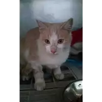 Foto dell\'animale gatto - Matr. 2017/2270 - Microchip 380260042531269